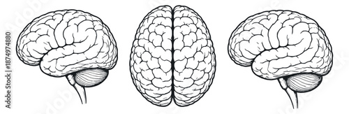 Hand drawn line art human brain set featuring side and top views for medical education
