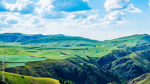 Wallpaper Mural Aerial view of the rolling hills and green wheat fields with mountain natural landscape in Xinjiang, China. Torontodigital.ca