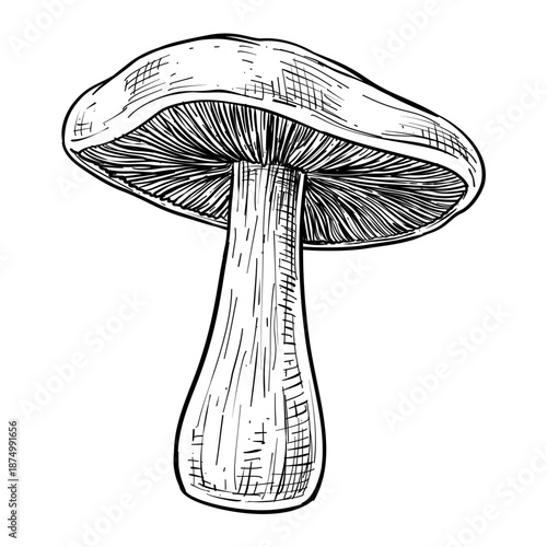 mushroom vector line art hand drawn illustration