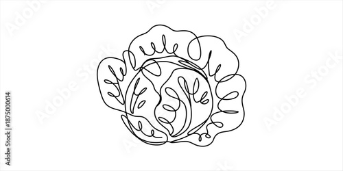 One continuous line art drawing of a fresh cabbage head for food and farm themes Vector, illustration
