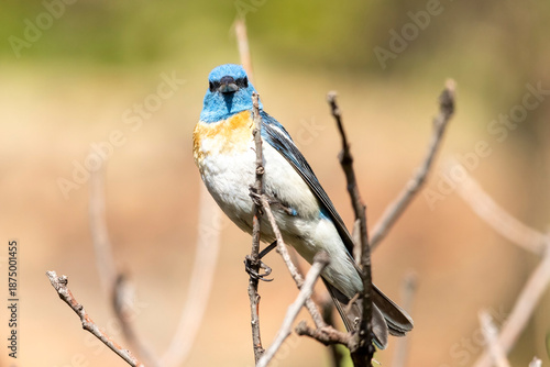 Valokuva Wild lazuli bunting perched in a tree in a park in Colorado
