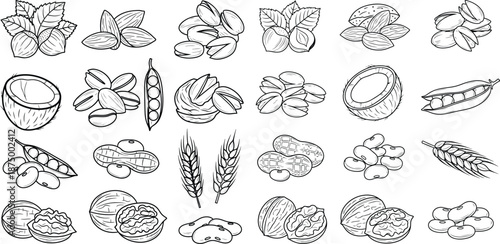 outline illustration of various nuts, seeds, and legumes for dietary or nutritional themes