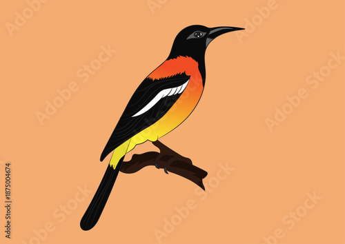 Oriole Bird Vector Image 
