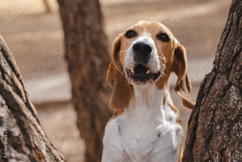 Beagle dog howling outdoors in natural environment