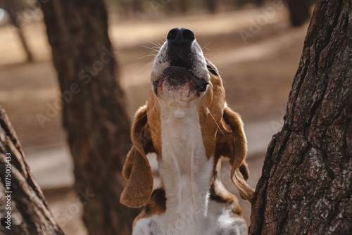 Beagle dog howling outdoors