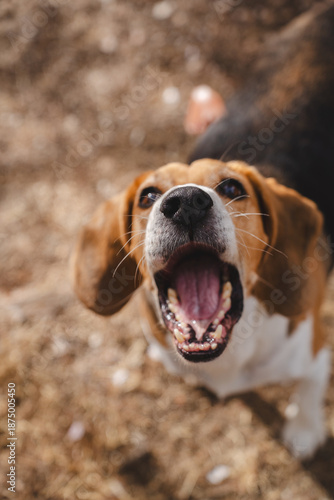 Beagle dog howling outdoors in natural environment
