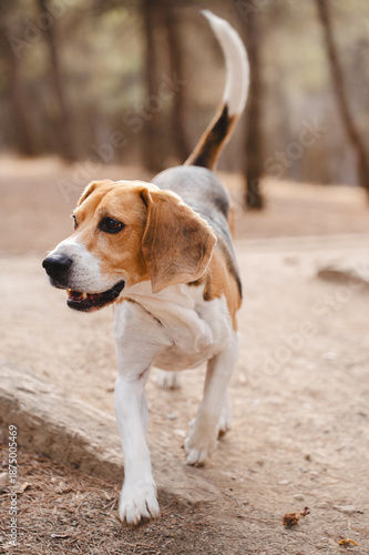 Beagle dog running freely through natural landscape