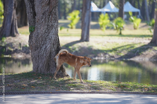 Fotografi a brown dog lifting its leg to urinate beside a tree in a park near a pond