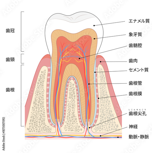 大臼歯の断面図イラスト