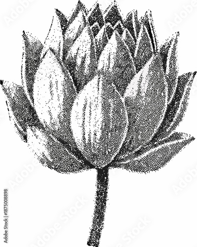 a black and white image of a lotus flower