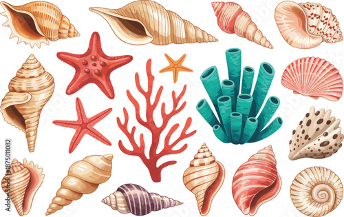 Colorful sea shell and coral set with starfish, tropical marine life underwater vector illustration collection element