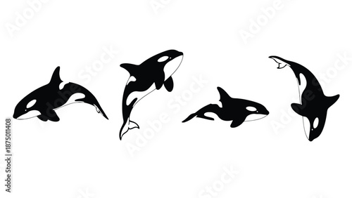 A group of orcas swimming together in the ocean water.