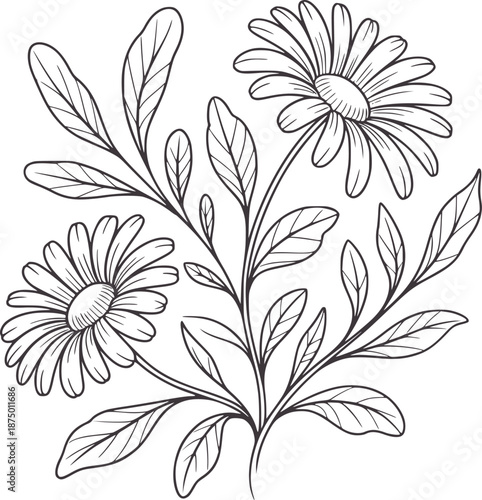 Hand drawn outline of two daisies with leaves and stems daisy flower black