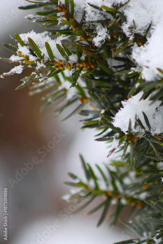 snow on the branches of pine
