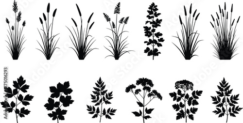 Vector collection of black plant silhouettes, wild grass, reeds, herbs, leaves, botanical set, nature design elements, isolated icons, cad drawing flat vector illustration