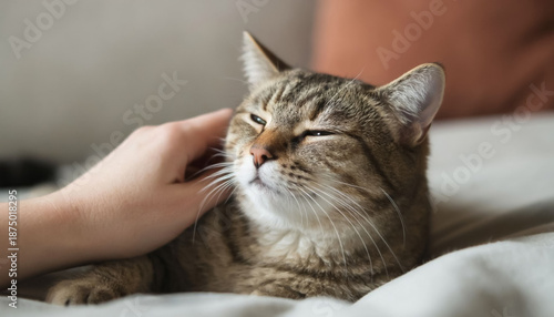 Close Up Hand Purring Cat Domestic Comfort Pet Ownership Love
