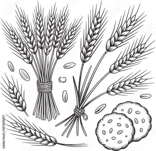 Black and detailed wheat stalks and grains seeds spikes