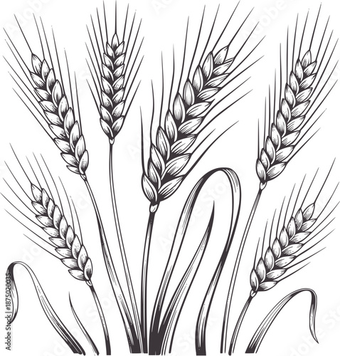 Detailed black and of wheat stalks with grains seeds agriculture