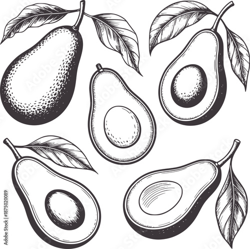 Five black and detailed avocado with leaves and pits avocados
