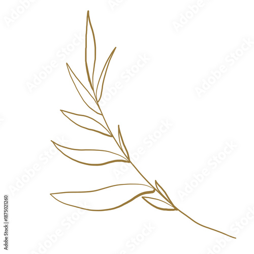 feather leaves isolated on white background