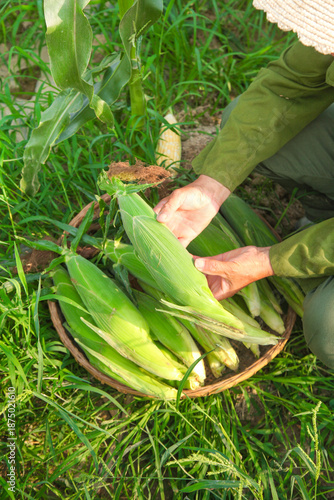 Farmer Harvesting Fresh Golden Sweet Corn in Yunnan Field