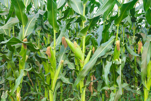 Golden Corn Ears in Yunnan Field - High Quality Agricultural Harvest