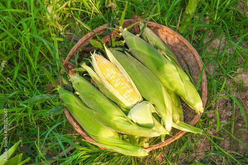 Fresh Sweet Corn from Yunnan in Harvest Basket on Field