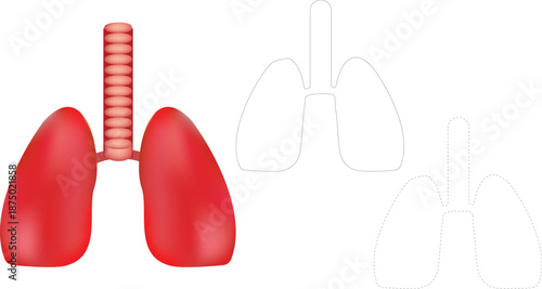 Healthy human lungs illustration set with realistic organ and outline dashed icon versions, respiratory anatomy medical concept isolated on white vector