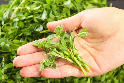 фотографія Fresh Picked Clover Greens in Hand from Farm Crop