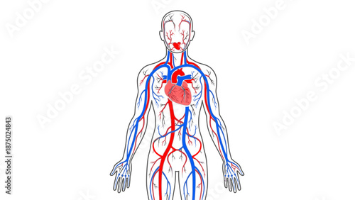 Anatomical illustration of the human body showing the circulatory system with red and blue vessels highlighting arteries and veins against a white background.