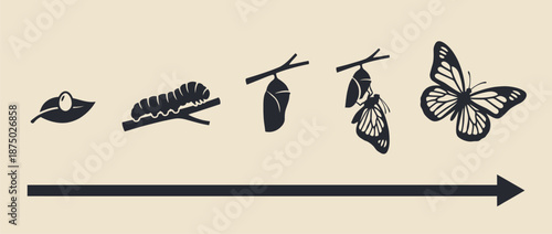Butterfly life cycle metamorphosis infographic vector illustration