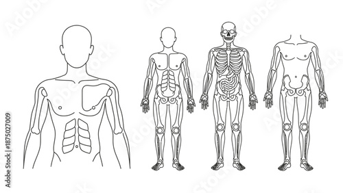 Detailed anatomical illustrations of the human body showcasing skeletal and muscular systems in various views on a clean white background.