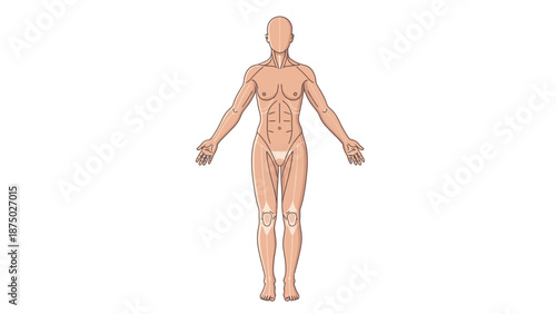 Illustration of a human body with visible muscular and skeletal sistem pencernaan for educational purposes against a plain background.