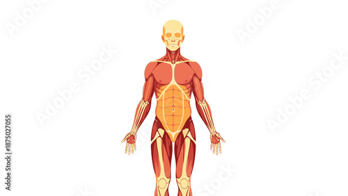 Detailed illustration of a human body highlighting the muscular and digestive systems, including the sistem pencernaan, against a clean white background with a scientific and educational