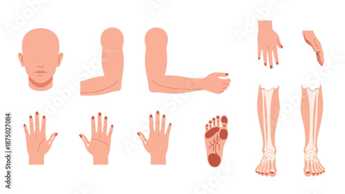 Anatomical illustration of the human body's skeletal and muscular sistem pencernaan, featuring various body parts on a white background.