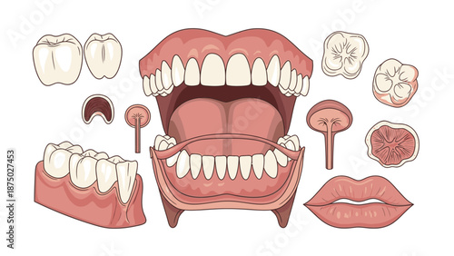 Anatomical illustration of a human mouth with detailed teeth and gums, showing various parts of the sistem pencernaan, including lips and tongue, on a white background.