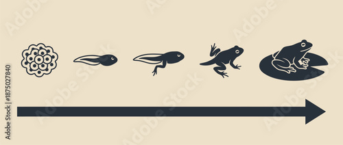 Frog life cycle metamorphosis process vector illustration