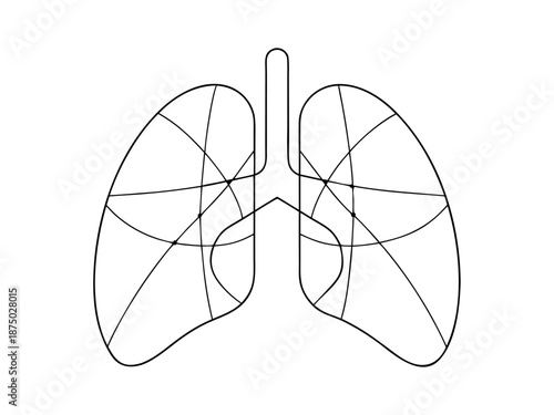 art drawing of human lungs vector on white  background