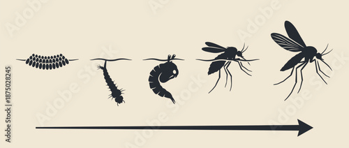 Mosquito life cycle growth stages vector illustration