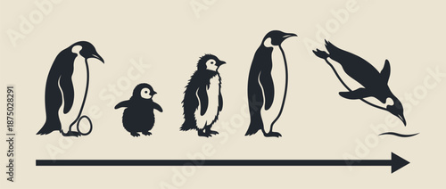 Penguin life cycle growth stages vector illustration