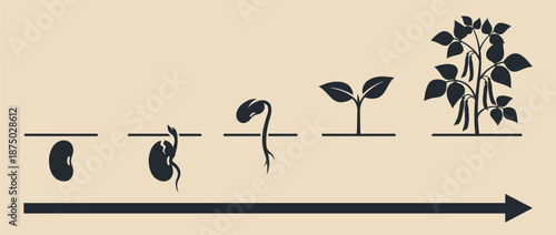Bean plant growth stages from seed to harvest vector illustration