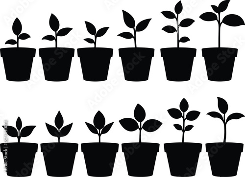 Seedling growth stage silhouette illustration in flower pot, showing plant development life cycle