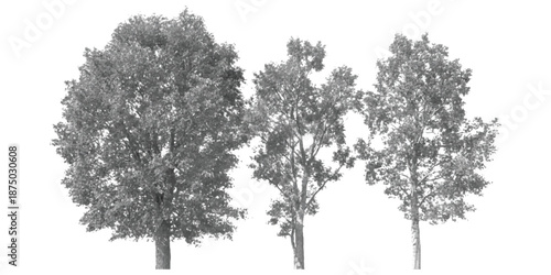 Three deciduous trees with lush foliage isolated on a crisp white background