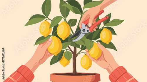 A flat illustration showing two hands pruning and harvesting ripe lemons from a small, potted tree