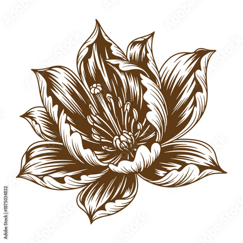 Vintage Brown and white illustration of a flower with large petals and stamens on a plain background