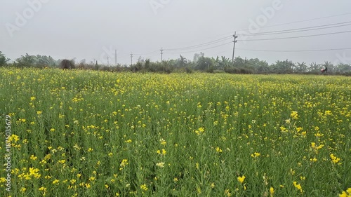 Professional cinematic video of mustard plants growing in a field with blooming flowers and ripening seeds, Rural Life & Farming Scenes in Bangladesh, 4K UHD 30fps.