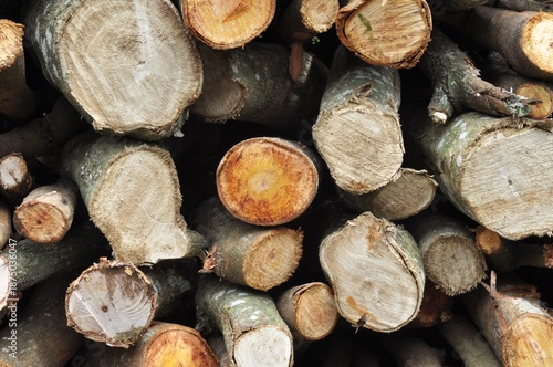 Wallpaper Mural Stacked Cut Tree Logs with Visible Wood Grain Texture Torontodigital.ca