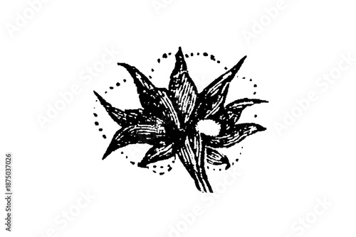 A detailed botanical sepal with protective function around flower bud, showing plant morphology for botanical science and horticultural education, old vintage illustration, 1897