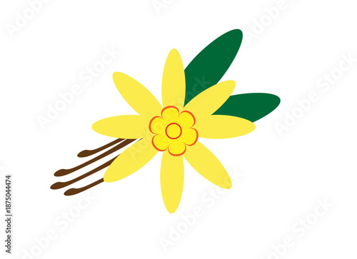 vanilla flower on a white background,