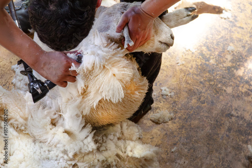 Romney sheep being shorn in New Zealand. Shearer holds sheep by ear and shaves wool. In Wellington Region. Overhead view.